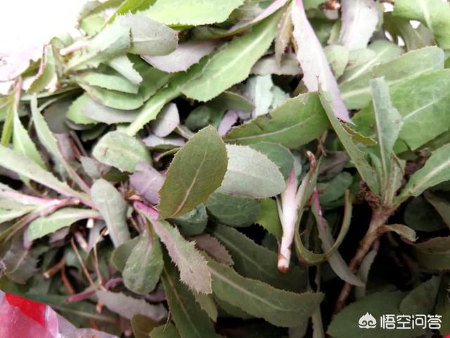 苣荬菜怎么做比较好吃？
