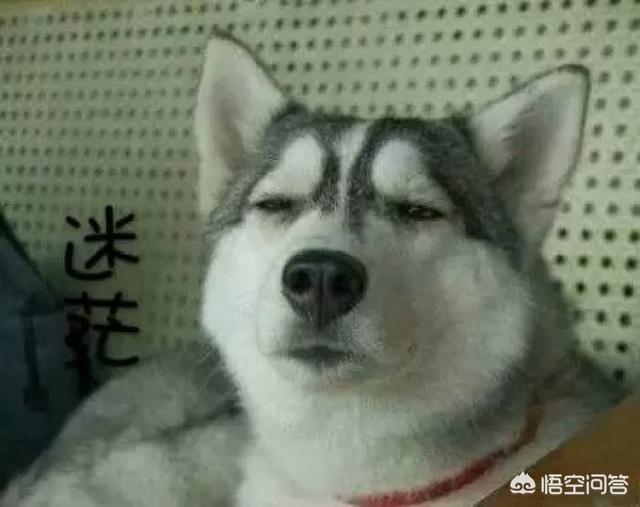 乐山犍为哈士奇吧:哈士奇拥有反人类的思维吗？为什么？