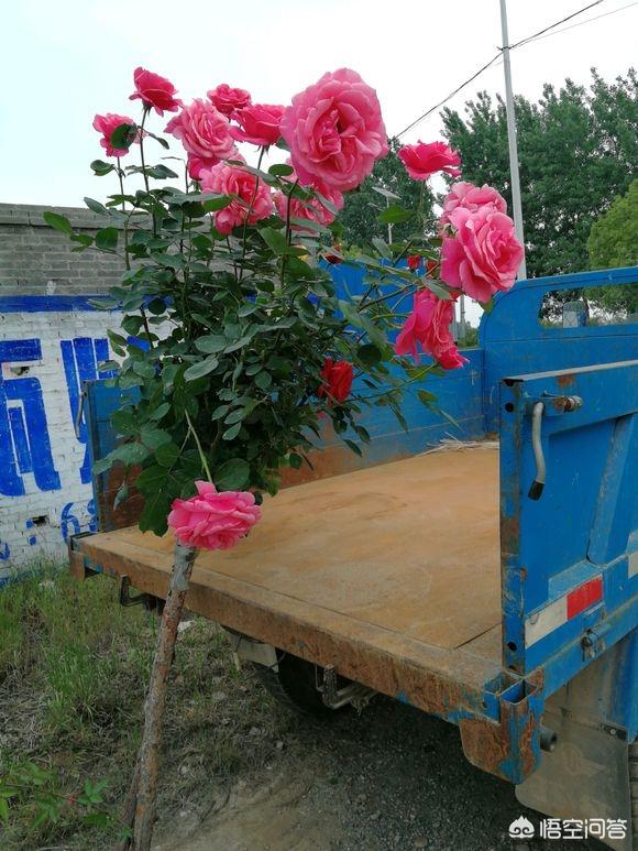 欧洲月季花品种介绍:月季花欧月品种介绍 夏洛特月季盆栽怎么养护？