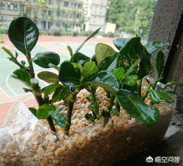 栀子花怎么扦插,当年扦插的栀子花，能开花吗？