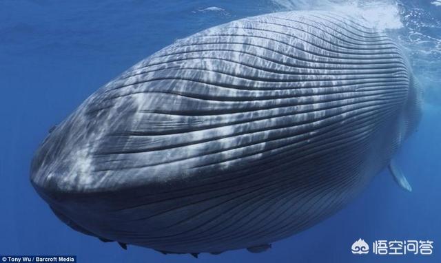 比蓝鲸重10000倍的动物，世界上有哪些动物比蓝鲸大
