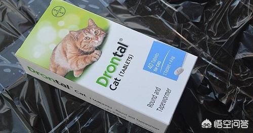 重庆 异短猫:异短换环境拉稀了怎么办？