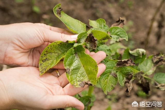 头条问答 - 马铃薯枯萎病如何防治?(14个回答)