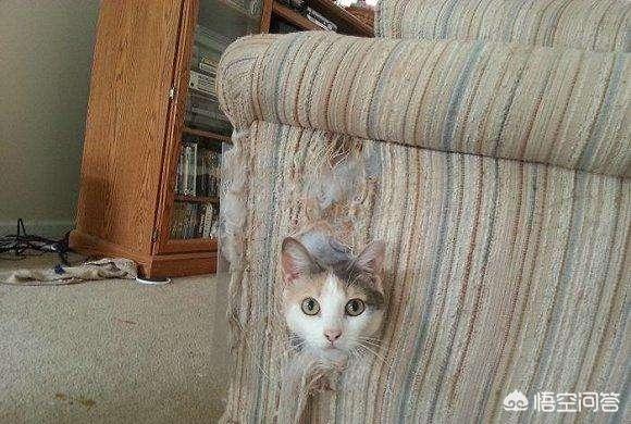 打小猫打哪里:惩罚猫咪时，有哪些错误不能犯？