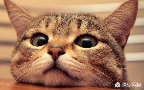 猫耳螨对人有什么症状:猫耳朵脏和耳螨的区别是什么？