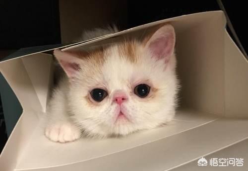 重庆 异短猫:异短换环境拉稀了怎么办？