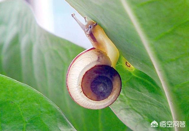 蜗牛是益虫还是害虫成果:现在蜗牛对小麦有影响吗？
