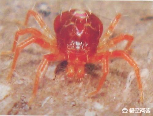 红蜘蛛有没有剧毒，红蜘蛛对玉米有什么危害，该如何防治？