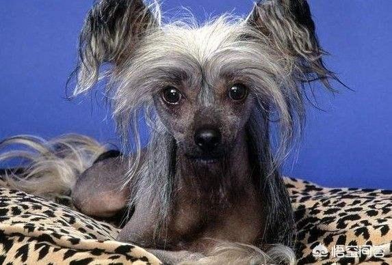澳洲丝毛梗:无毛梗，一点毛都没有的聪明狗狗你见过么？