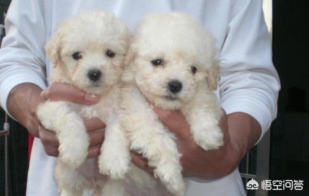 纯种比熊犬:纯种比熊犬价格 一只纯种的比熊犬要多少钱，你有没有买贵呢？购买时要注意什么？