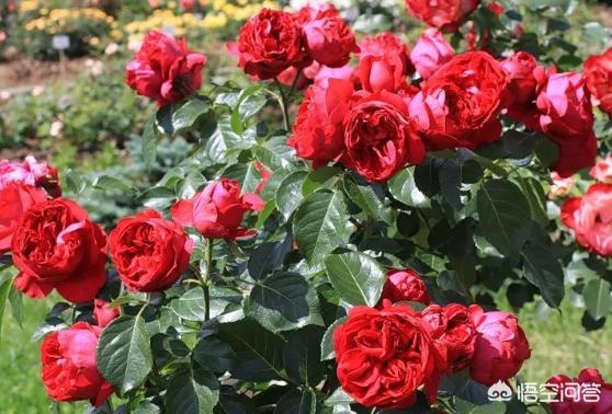 玉都有什么颜色,月季花有几种颜色？分别是什么？