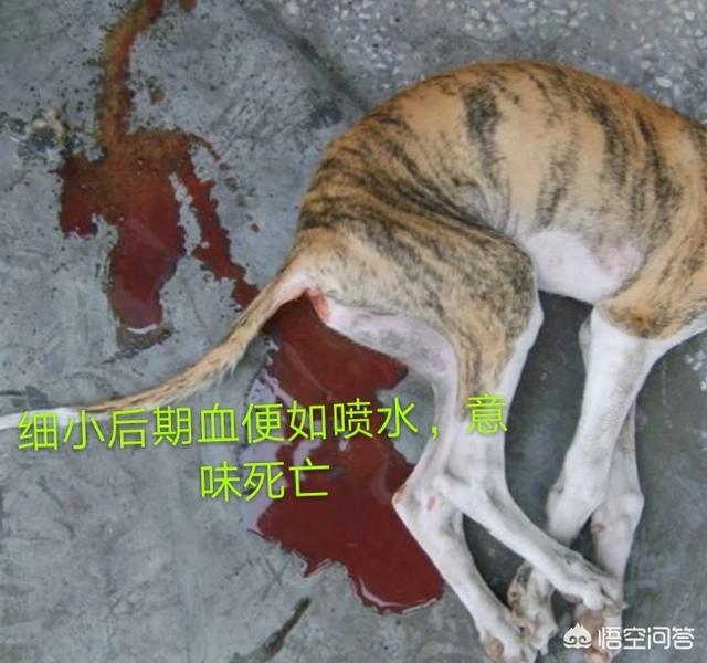 细小环境消毒:细小笼子消毒后可以使用吗 猪细小病毒危害大吗？对小猪有什么影响？