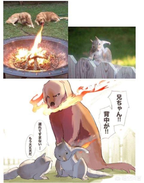 柴犬图片 漫画:哈士奇和柴犬漫画图片 当柴犬进入二次元会变成怎样呢？