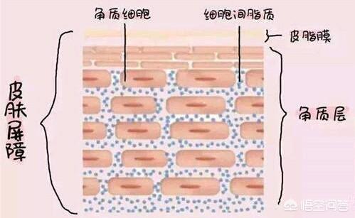 如何保养眼部皮肤(如何保养身体皮肤)