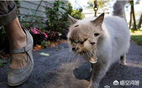 查理士王小猎犬图片小时候:大自然的进化为什么不允许生物近亲繁殖？