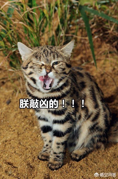 萌猫猫动态图片:一只猫能可爱到什么程度？