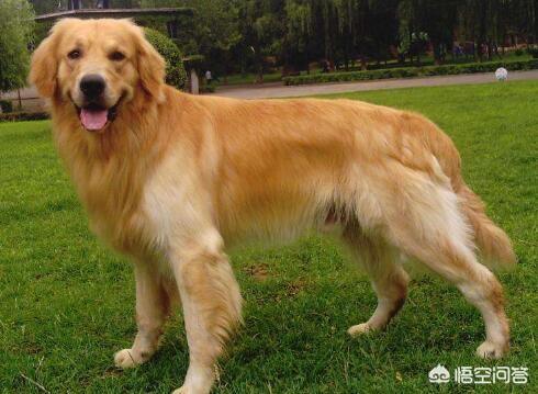 不同阶段金毛犬的饲养注意什么:饲养金毛犬时，那些雷区不能踩？