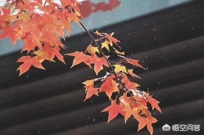 元宝枫图片:种植元宝枫和五角枫哪个有前景？