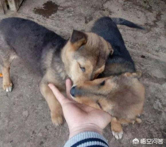 抓了只狗母蛇说说:农村老家养了只猫，最近常在野外抓一些蛇回来，应该怎么办呢？