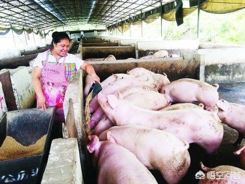 脐疝的治疗方法:大人脐疝怎么治疗 30公斤的猪肚脐上长个包，开始没有怎么回事？