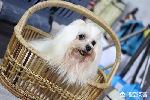 西施犬:西施犬喝什么奶补钙快，西施犬喝奶能不能快速补钙？