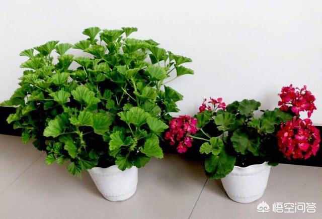 天竺葵图片:天竺葵开的红花，花瓣特别容易发干，是咋回事？