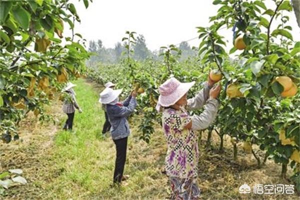 云南娃娃鱼种苗:在湖南、广西、贵州、四川、云南地区，目前种植什么果树好？
