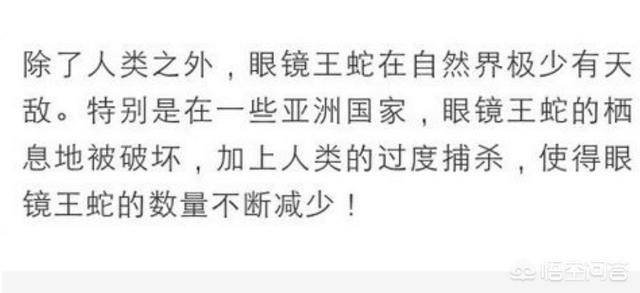竹叶青蛇壁纸:夏季炎热却是蛇出没的时候，你都见过哪些蛇，有没有抓过？