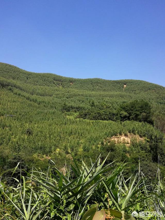 农村种植树木哪个最赚钱,好种植？