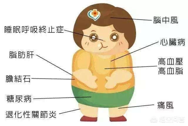 体脂率计算公式,体脂率偏高不利于增肌吗？