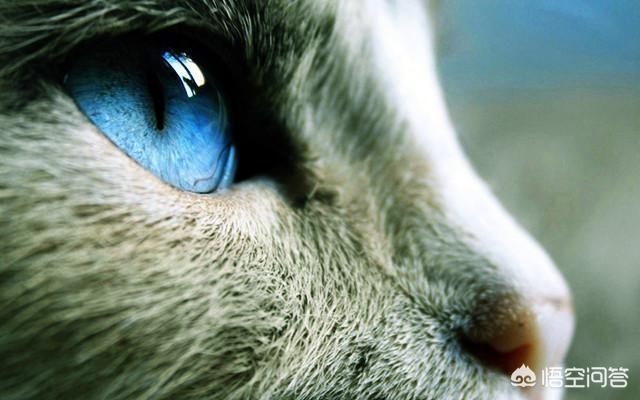 愤怒的猫咪下载:武则天为何怕猫？慈禧为何忌讳羊？ 猫咪愤怒的声音