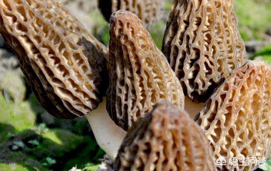 狼毒菌蘑菇营养图片