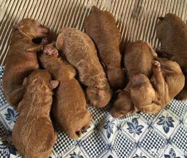 灰色泰迪犬怎么养:养泰迪犬每天都要做什么？