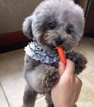 灰色泰迪犬怎么养:养泰迪犬每天都要做什么？