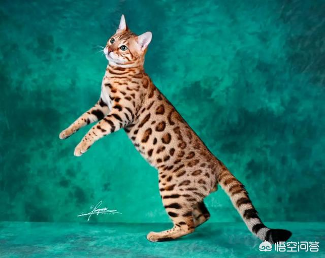 如何看待豹猫呢？