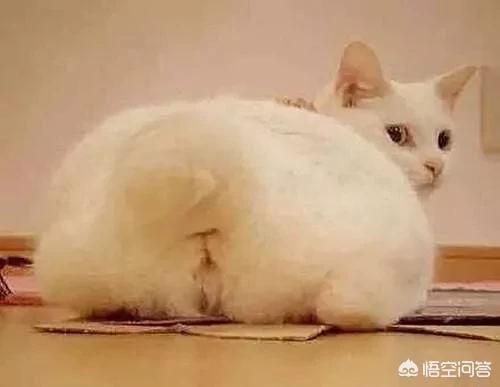 母猫绝育还会叫春吗:猫咪闹春怎么办？猫咪闹春会叫吗？