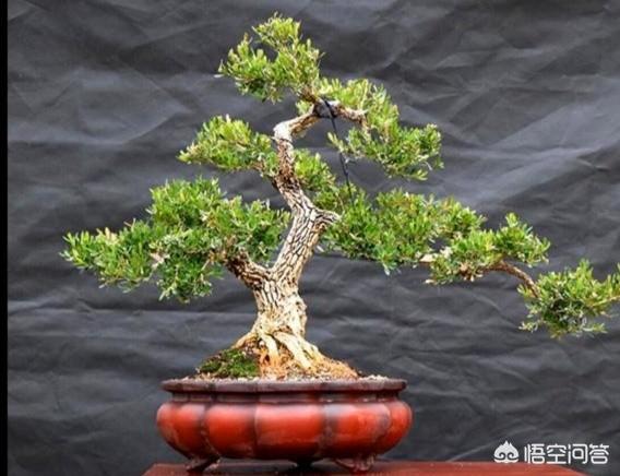 小叶黄杨 雀舌黄杨:为什么我的瓜子黄杨叶子长的特别大，比原来的叶子至少大三倍？
