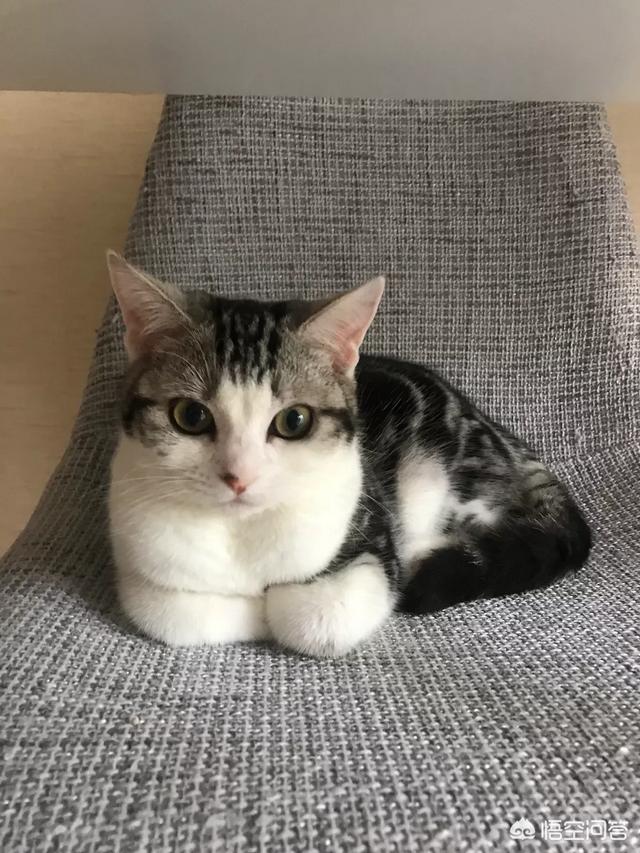 怎么确定猫认主人了咕噜咕噜:如何让猫咪认你这个主人，粘你，爱你？