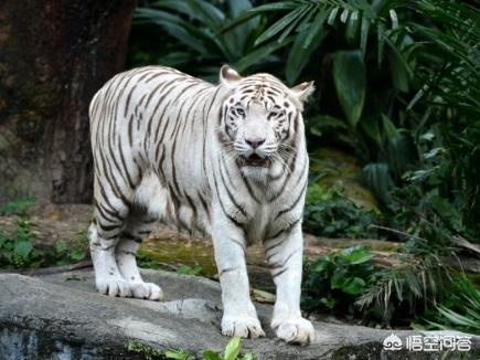竹叶青蛇壁纸:东北虎遇到眼镜王蛇，谁更强悍一些？