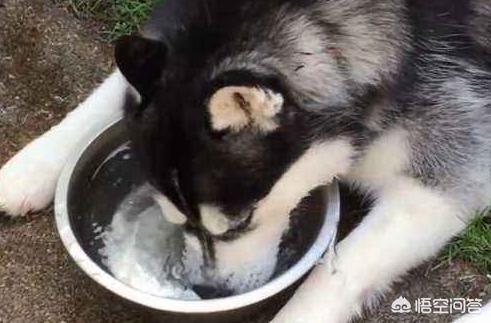 狗喝水的表情:狗喝水的表情包 哈士奇尿需要多喝水排尿吗？
