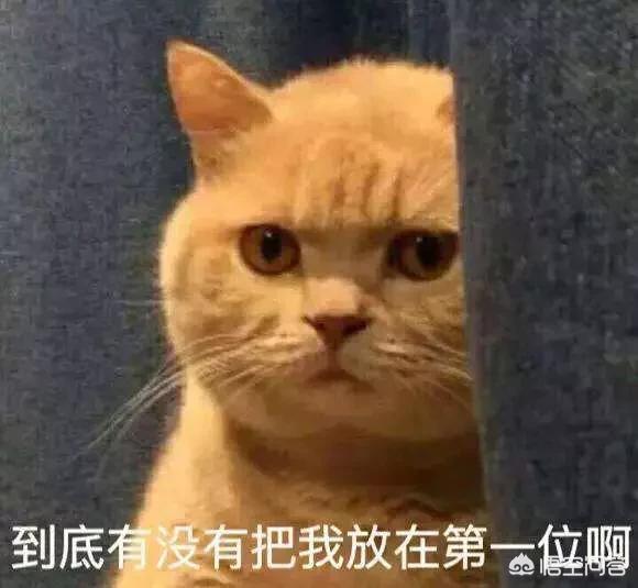 愤怒的猫咪下载:猫咪发怒生气有什么表现？