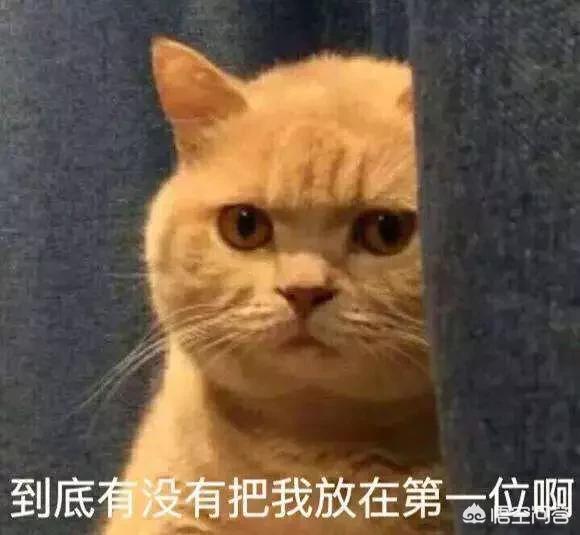 愤怒的猫咪下载:猫咪发怒生气有什么表现？ 猫咪愤怒的声音