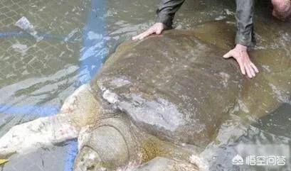 水蚺蛇图片:世界第一巨蛇真实照片水蚺 世界上最大的水蚺有多长，多重？