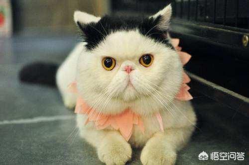 告白加菲猫图片:加菲猫怎么去除被泪痕染黄的毛？