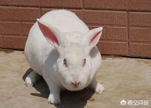 兔子耳螨治疗:兔子耳螨自己会好吗，要怎么对付？