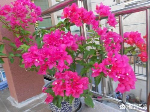 小狗种美丽鲜花-3:院子里可以种哪些漂亮又好养活的植物？