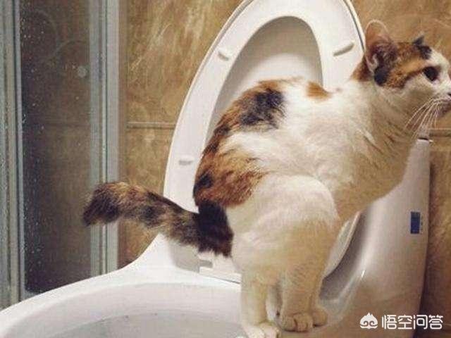 短腿猫:短腿猫拉稀会怎么样，短腿猫拉稀会影响胃口吗？ 短腿猫是什么品种