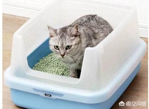 短腿猫:短腿猫拉稀会怎么样，短腿猫拉稀会影响胃口吗？ 短腿猫是什么品种