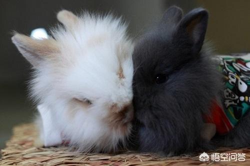 网红安哥拉兔好养吗，安哥拉长毛兔患上了耳螨正常吗