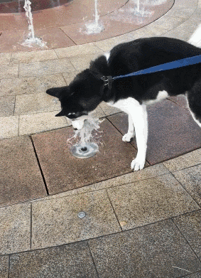 瑞典腊肠犬多少钱一只:什么品种的狗狗比较小气呢？
